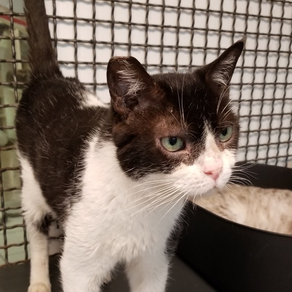 Meet your Posher, Char - Picture 1 of 1